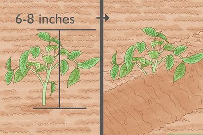 How to Hill Potatoes