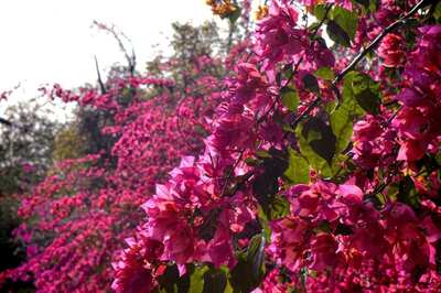 Twitter Blooms With Bougainvillea Images As Netizens in Complete Awe of The Beauty