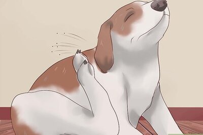 How to Prevent Ticks on Dogs