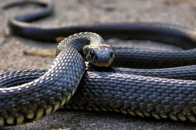 This Man Learnt Snake-catching Through Youtube And is a Pro Now