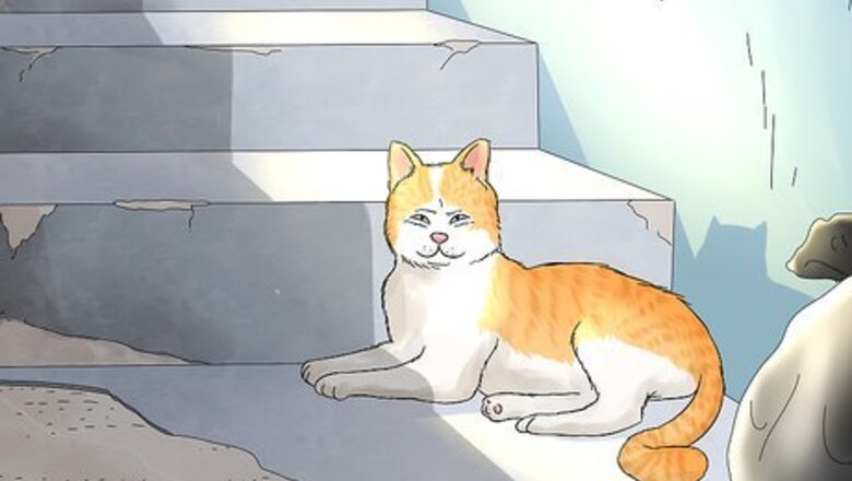 How to Identify and Help Feral and Stray Cats