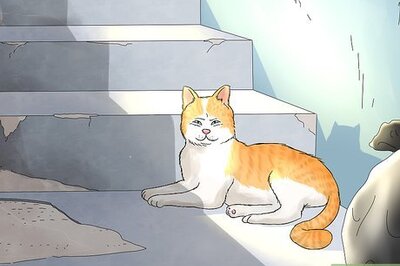 How to Identify and Help Feral and Stray Cats