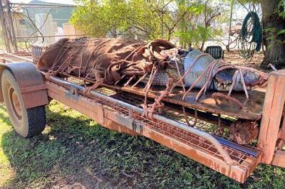 770-pound Crocodile Caught At Outback Tourist Destination