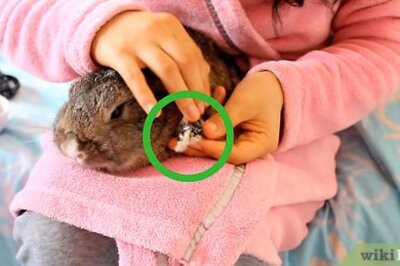 How to Cut a Rabbit's Claws