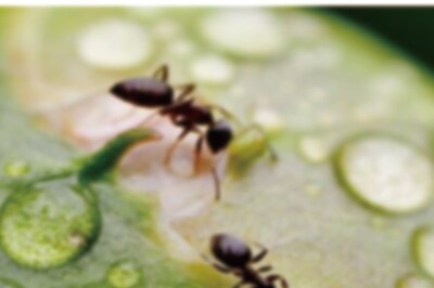 How Many Ants Are Crawling on Earth? For Every Human, There Are 2.85 Million Ants, Says Study