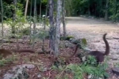 Viral Video Of 'Baby Dinosaurs In Jurassic Park' Leaves Internet Shocked