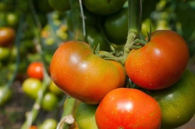 Vegetable Prices In Karnataka Double In Last Week Due To Unseasonal Rains