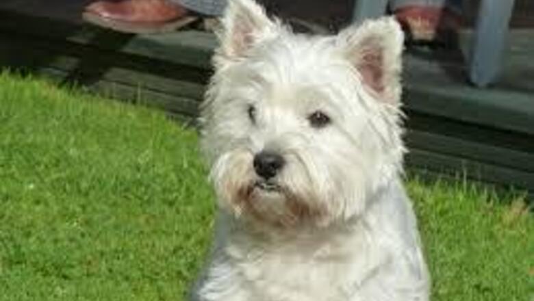 Dog files to run for mayor of US city