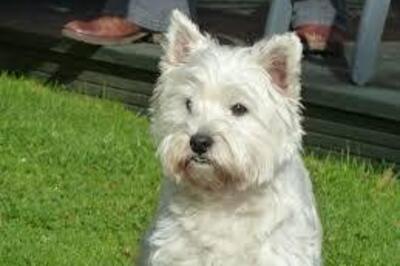 Dog files to run for mayor of US city