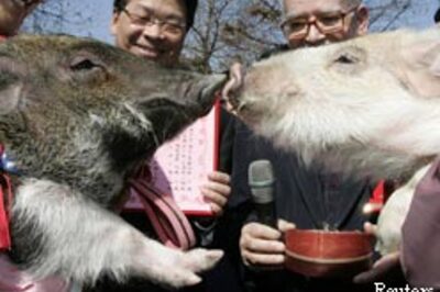 The bride, groom were smelly pigs