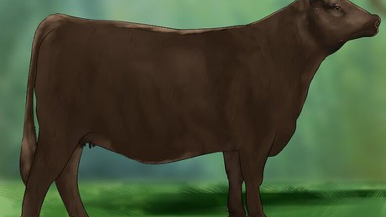 How to Judge Heifers