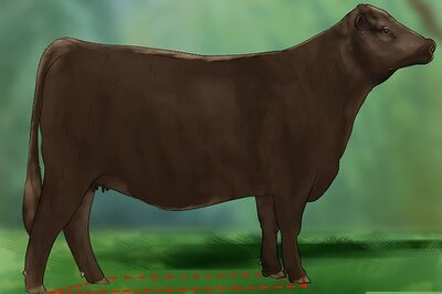 How to Judge Heifers