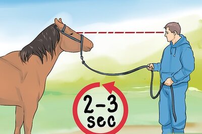 How to Discipline a Horse Without Using Aggression