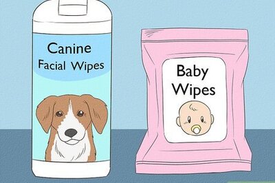 How to Clean a Pug's Facial Wrinkles