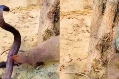 Watch: Mongoose And Snake Engage In Brutal Fight