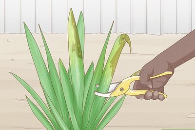 How to Cut Back Irises in the Fall