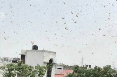 'Keep Doors & Windows Closed': Delhi Issues Advisory as Swarms of Locusts Reach Outskirts from Gurugram