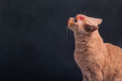 Holi 2024: 5 Traditional Holi Sweets Reimagined for your Pawesome Pal