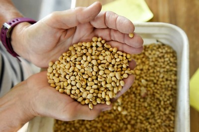 Soybean Oil Diet May Trigger Genetic Changes in Brain