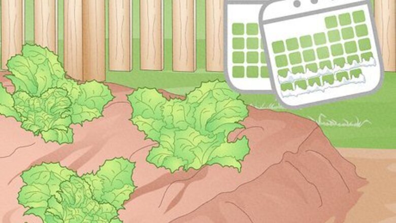 How to Grow Iceberg Lettuce
