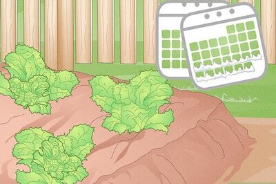How to Grow Iceberg Lettuce