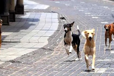 'Becoming A Menace': Dog Attack Cases Spark Debate in SC After Injured Lawyer Walks In; CJI Says His Clerk...