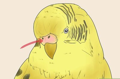 How to Identify Your Budgie's Sex