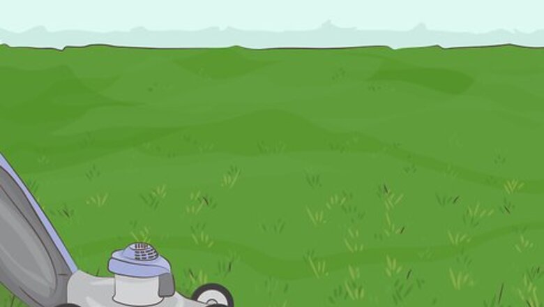 How to Plant Zoysia Plugs