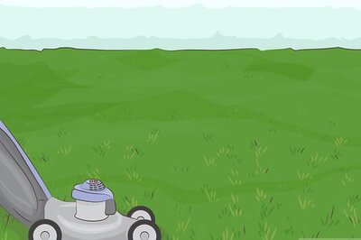 How to Plant Zoysia Plugs