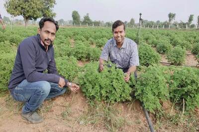 Gujarat Farmer Earning Lakhs By Doing Geranium Cultivation