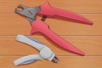 How to Treat a Torn Toenail on a Dog