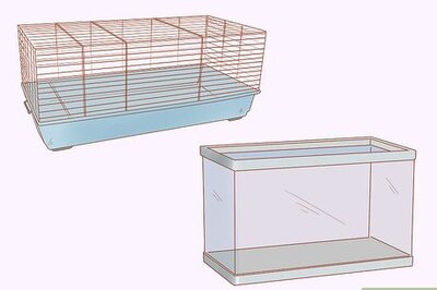 How to Care for Dwarf Hamsters