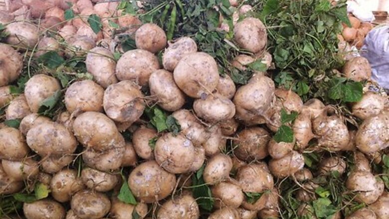 How to Peel Jicama