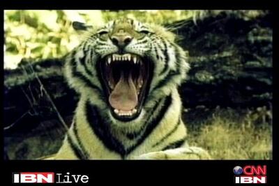 US woman arrested for trespassing in Kanha Tiger Reserve