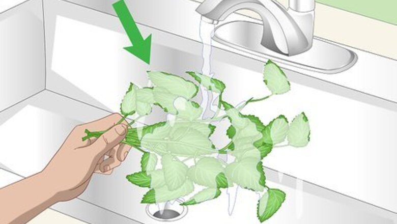 How to Dry Lemon Balm