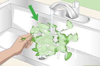 How to Dry Lemon Balm