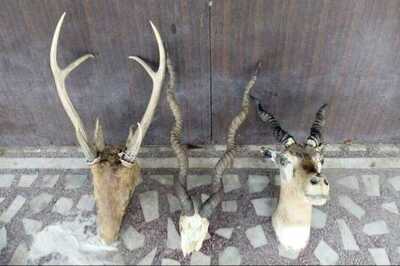 117 kg Nilgai Meat, Rs 1 Crore Cash Seized from Retired Armyman's House