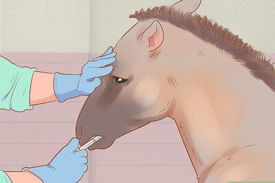 How to Wean a Foal
