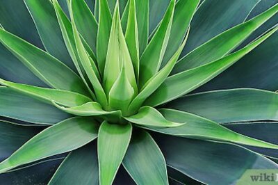 How to Drink Tequila