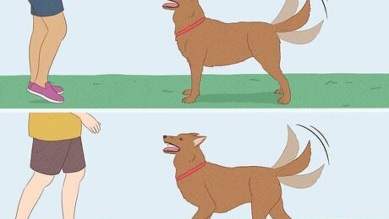 How to Interpret Your Dog’s Tail Movements: 10 Common Meanings