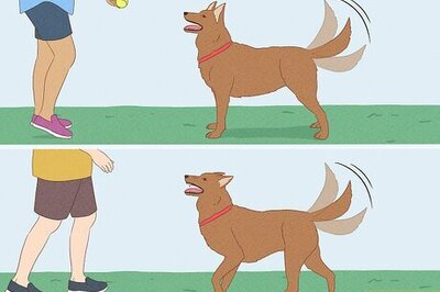 How to Interpret Your Dog’s Tail Movements: 10 Common Meanings