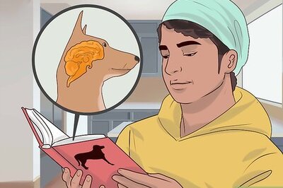 How to Become a Dog Trainer