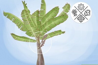 How to Prune Banana Trees