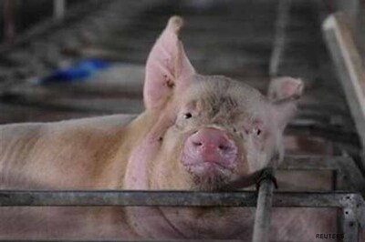 'Psychic' pig to make Euro tips