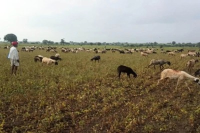 Cloud Hangs Over Rabi Procurement In Punjab As Centre, State Spar Over Direct Payment Of MSP