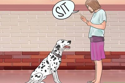 How to Get Your Dog to Welcome Your Baby