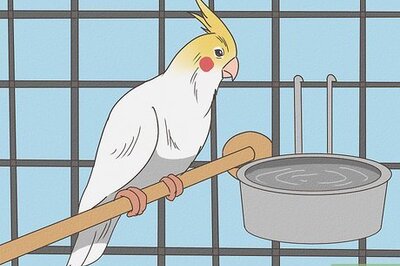 How to Groom a Cockatiel