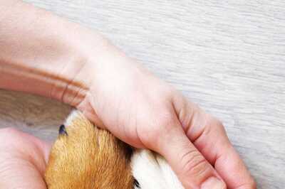 Health Insurance for Your Pets Starts from Rs 324 per Year; Check Benefits, Details