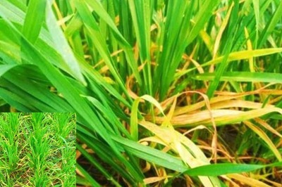 Early Heat May Adversely Affect Wheat, Other Crops: IMD