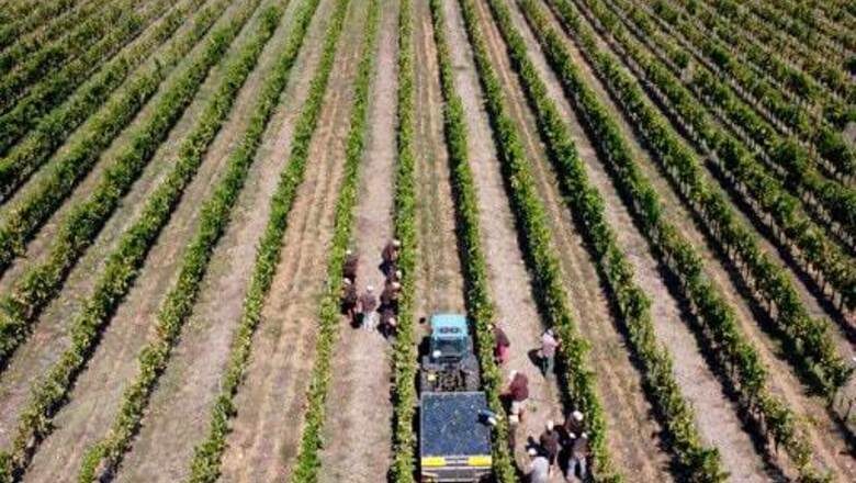 AP PHOTOS: Italian Grape Harvest Plows On Through Pandemic